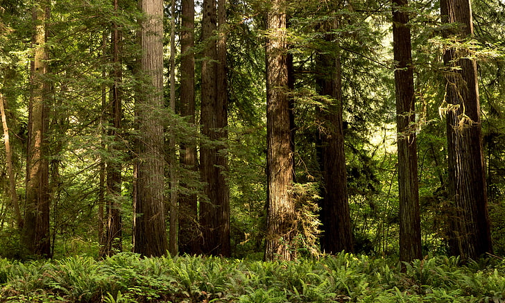 california, forests, national, nature, parks, redwood, state, HD wallpaper