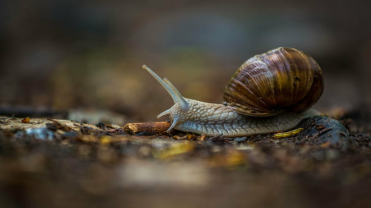 gray and brown snail, animal, slimy, nature, crawling, mollusk, HD wallpaper