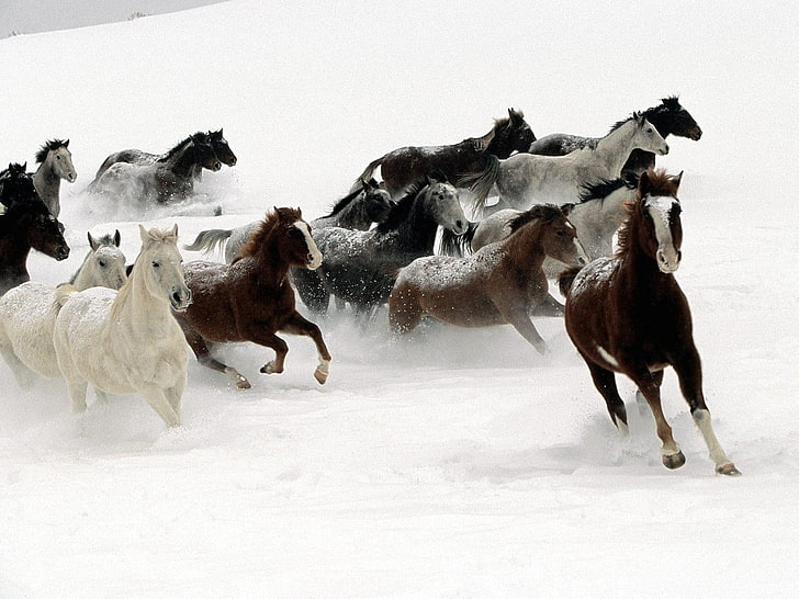 horse litter, herd, running, snow, animal, winter, nature, mammal, HD wallpaper