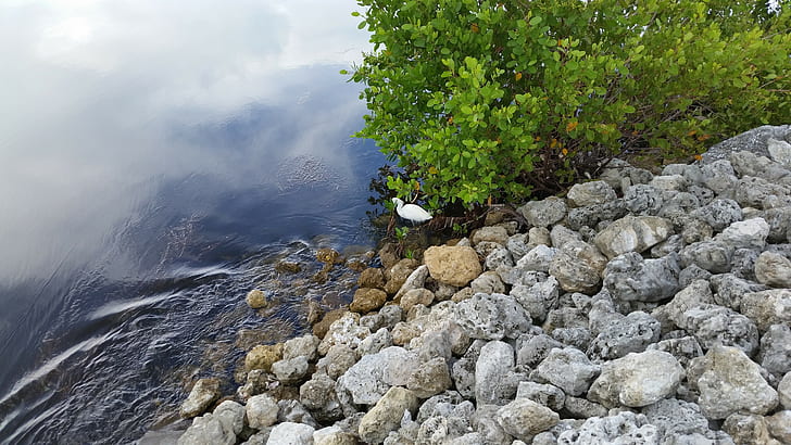 birds, Florida, water, rock, lake, trees, HD wallpaper