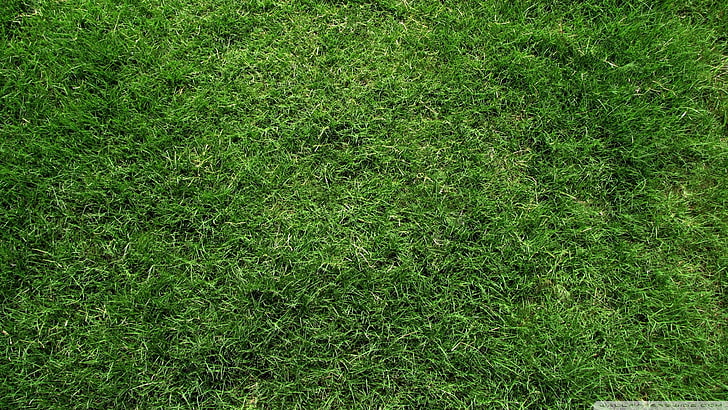 green sod lawn, plants, grass, watermarked, green color, full frame, HD wallpaper