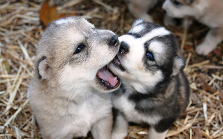 two Siberian husky puppies, dogs, playful, animal, pets, cute, HD wallpaper