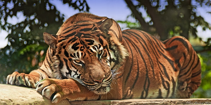 adult tiger, predator, snout, aggression, animal, carnivore, wildlife, HD wallpaper