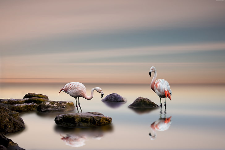 ocean, bird, flamingo, 5k, water, beauty in nature, sea, sky, HD wallpaper
