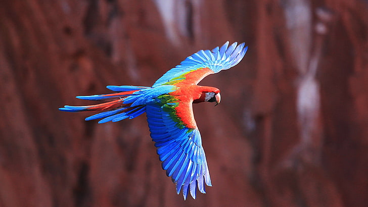 blue and red bird, macaws, birds, parrot, animal, animal themes, HD wallpaper