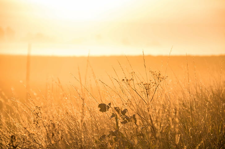 brown grass field, Misty, morning, Söderslätt, countryside, HD wallpaper