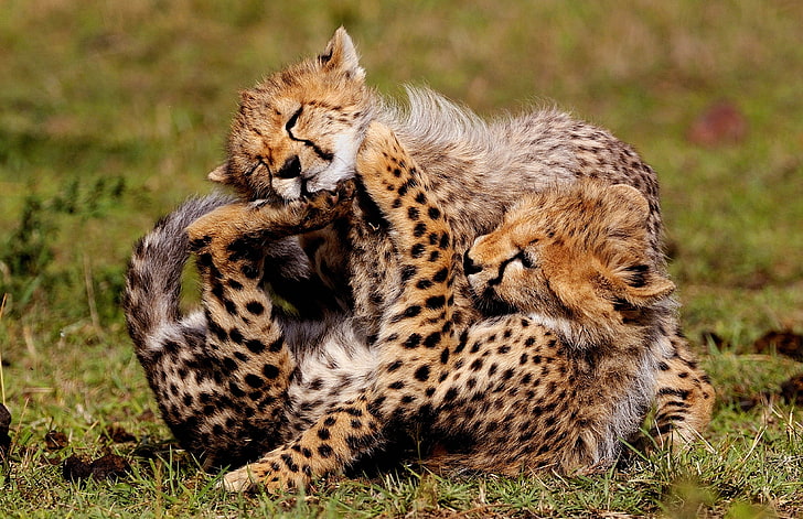 two brown lynxes, cheetahs, cubs, play, spotted, wildlife, undomesticated Cat