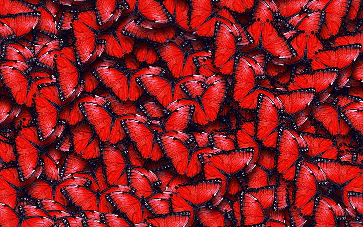 Hd Wallpaper Red Butterflies Red And Black Butterfly Digital Wallpaper Animals Wallpaper Flare