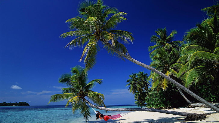 nature, palm, coconut, tropical, beach, tree, sea, island, caribbean, HD wallpaper