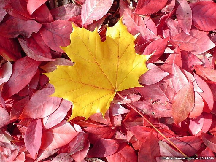yellow maple leaf, nature, leaves, red leaves, fall, autumn, change