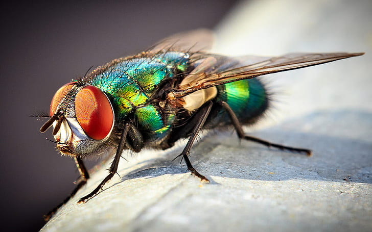 Insect Common Green Bottle Fly Macro Photo Desktop Wallpapers For Computers Laptop Tablet And Mobile Phones 3840х2400