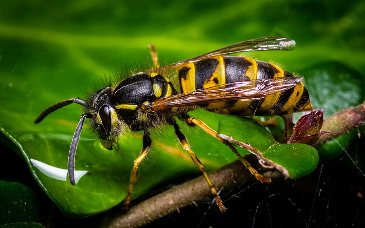 Wasp Insect Yellow Black Wallpaper For Mobile Phone And Tablet Pc 3840×2400, HD wallpaper