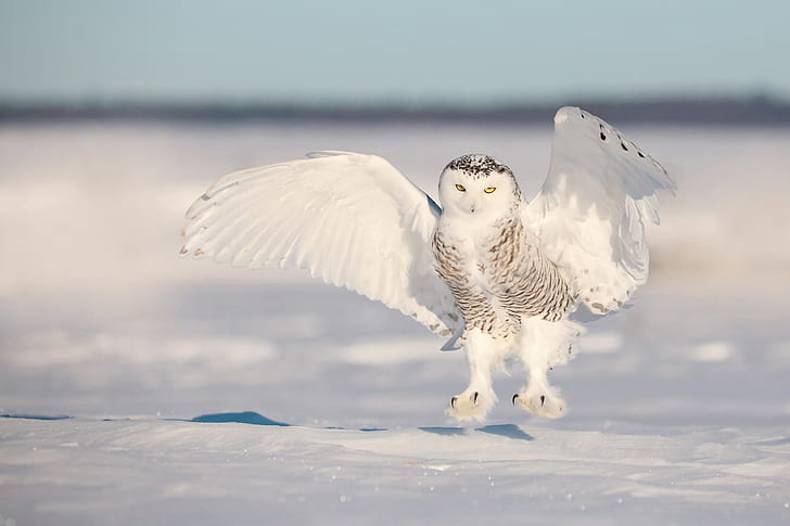 Birds, Snowy Owl, Wildlife