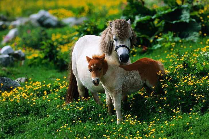 Small Smaller, picture, yellow, grass, white, beautiful, breed