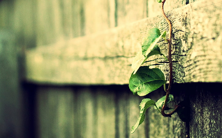 green leafed plant, green leaf on wooden fence, macro, filter