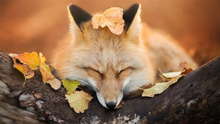 HD wallpaper: cute, fox, sleepy, animal, wild, tree, leaf, autumn, wildlife  | Wallpaper Flare