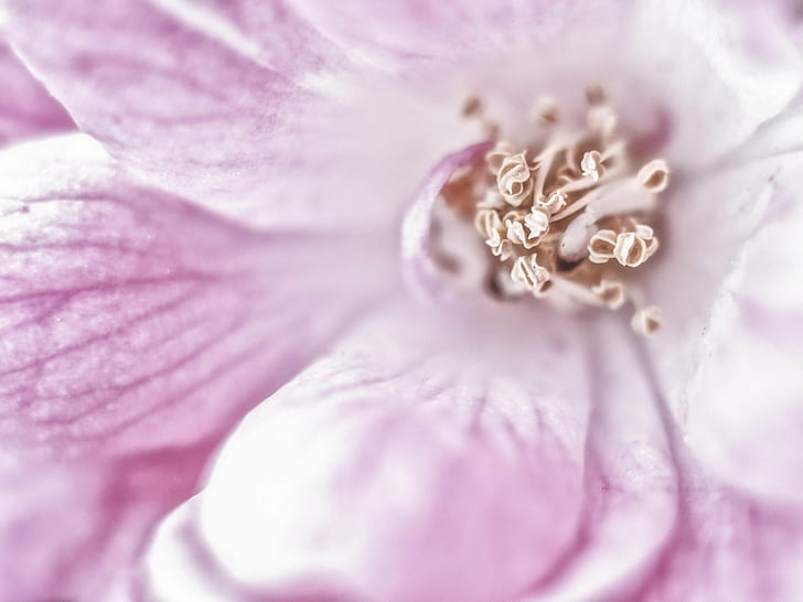 closeup photo of pink petaled flower, See me now, high key, pink  white