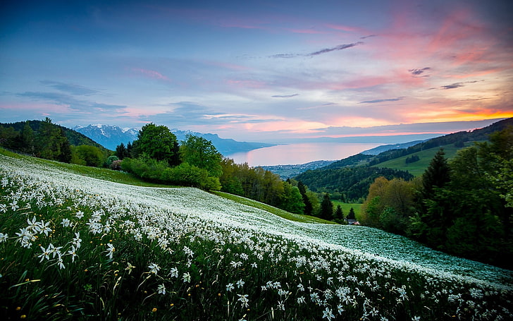 field of white petaled flowers, nature, landscape, trees, white flowers, HD wallpaper