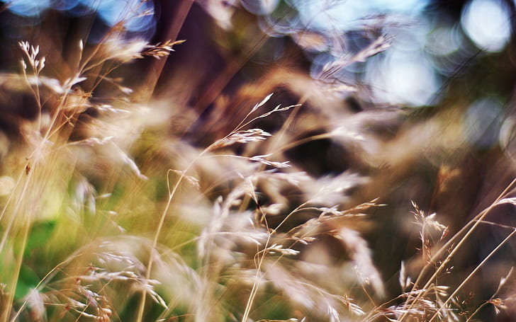 grass, blurred, HD wallpaper