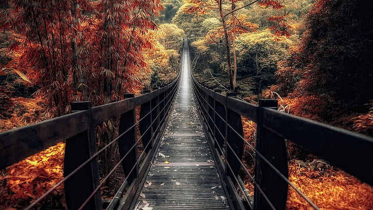 footbridge, autumn, walkway, forest, deciduous, path, autumn forest