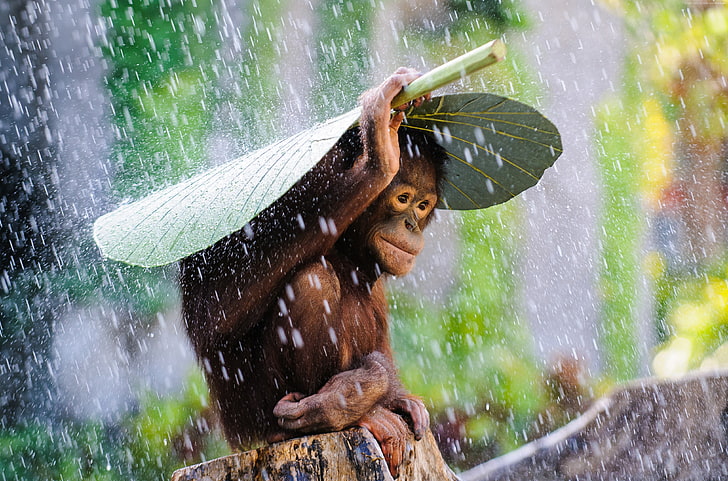 green, nature, rain, animal, tourism, Congo River, leaves, monkey, HD wallpaper