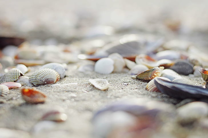 HD wallpaper: selective focus photography of sea shells, beach, close up,  nature | Wallpaper Flare