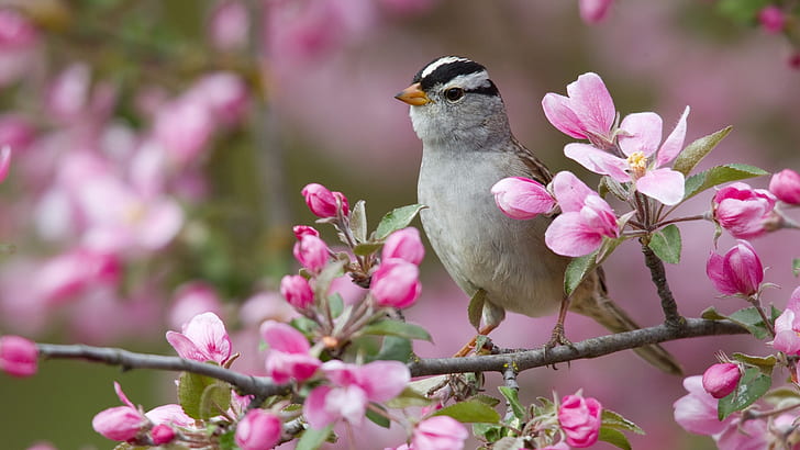 Spring peach blossom and the birds, HD wallpaper