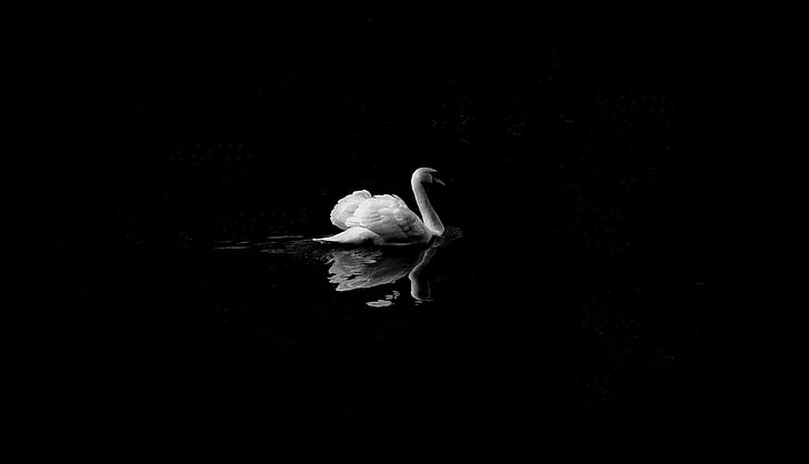 swan, birds, monochrome, black and white, hd, 4k