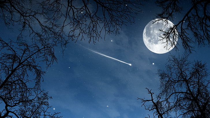 full moon, tree, night, branch, night sky, stars, HD wallpaper