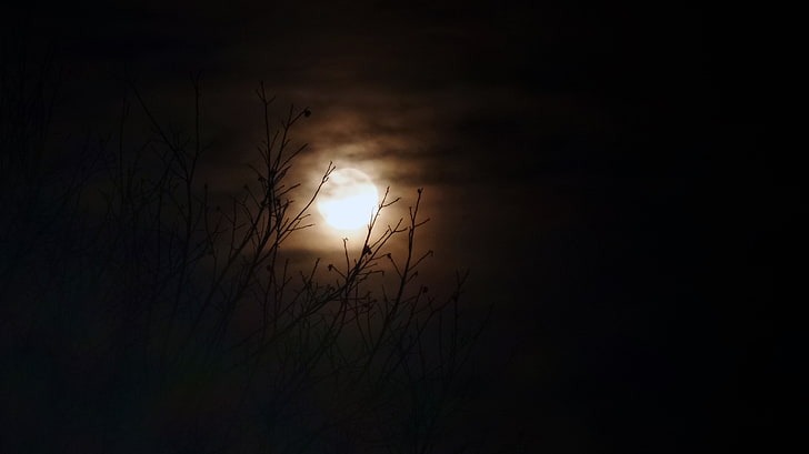 bare tree, Moon, dark, lights, sky, beauty in nature, silhouette, HD wallpaper
