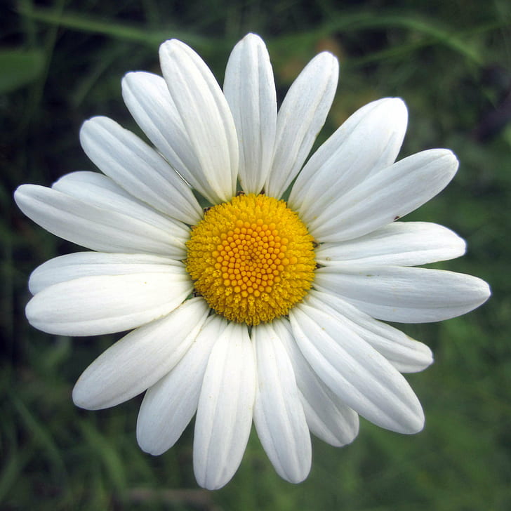 close-up photography of white Daisy flower, oxeye daisy, oxeye daisy, HD wallpaper