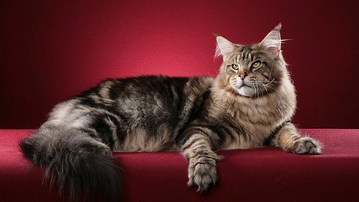 feline, cat, domestic cat, animal, tabby, domestic animal, kitten, HD wallpaper