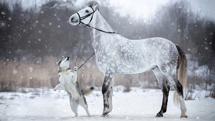 snowfall, snowing, horse, husky, dog, siberian husky, white horse, HD wallpaper