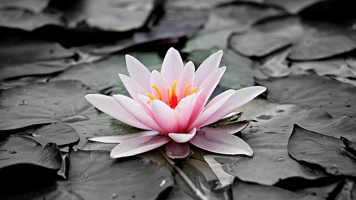 water lily, waterlily, pink flower, sacred lotus, aquatic plant, HD wallpaper