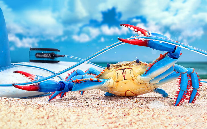 Colorful crab, blue and red crab, other animals, beach