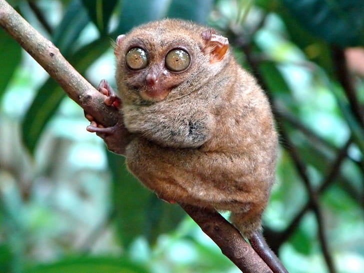HD wallpaper: animal big eyes funny HD, brown tarsier ., animals |  Wallpaper Flare