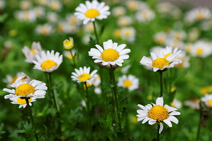 depth of field photography of daisy floers, daisy, Snowland, Chrysanthemum, HD wallpaper