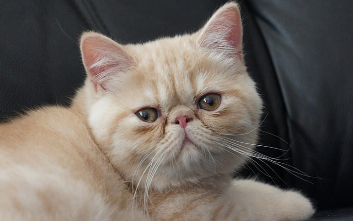 Little Exotic Shorthair Cat, orange bobtail cat, exoic shorthair, HD wallpaper