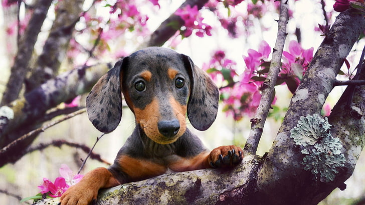 brown and black dog plush toy, animals, branch, flowers, depth of field, HD wallpaper