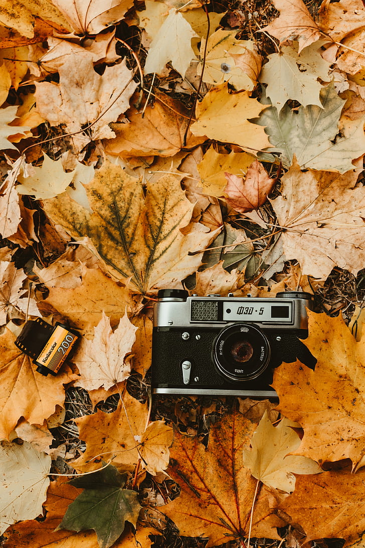 camera, autumn, foliage, retro, vintage, photographic film, HD wallpaper