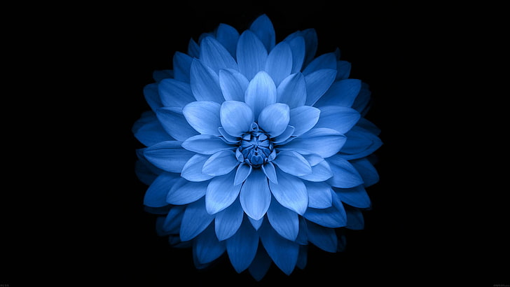 Close Up of Blue Flower on Black Background  Free Stock Photo