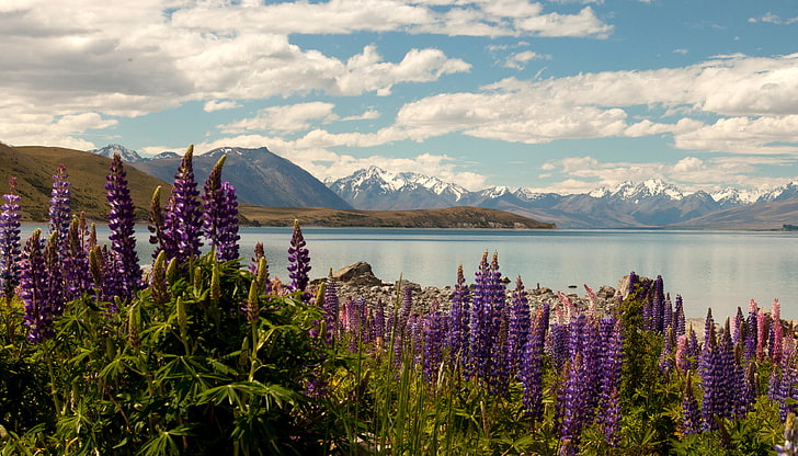 purple petaled flowers, clouds, mountains, lake, stones, shore