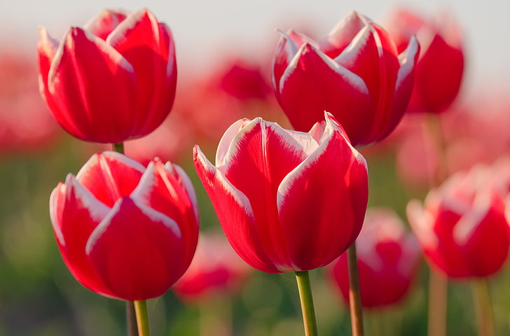 red-and-white tulip flowers, tulips, petals, buds, nature, springtime