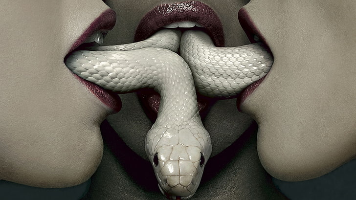 white snake, American Horror Story, animal, reptile, close-up, HD wallpaper