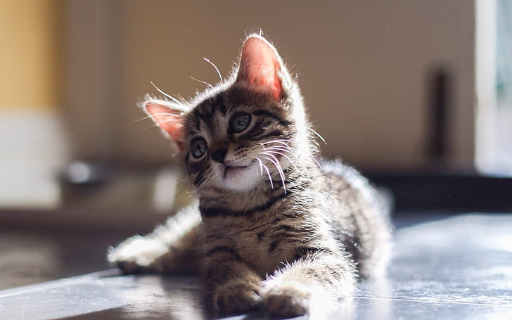 Cute baby kitten, look, eyes, glare, brown tabby cat