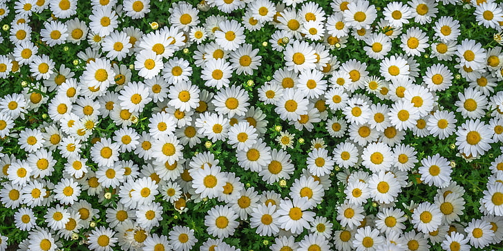 white daisy flowers, chamomile, field, flowerbed, flowering plant, HD wallpaper