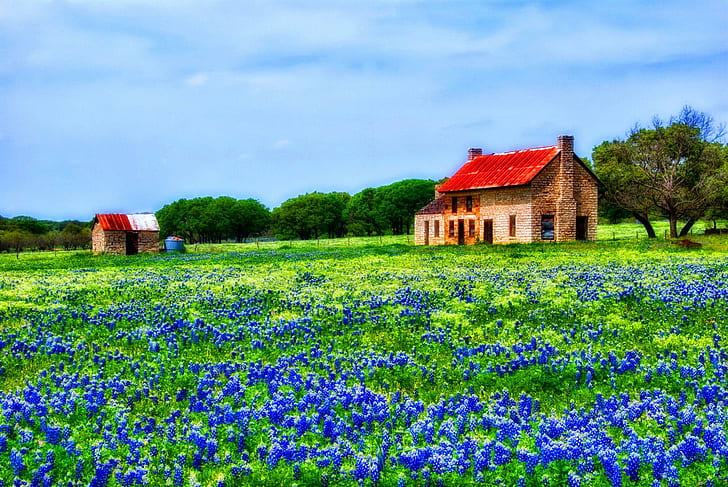 Hill Country Bluebonnets, peaceful, calmness, cottage, summer, HD wallpaper