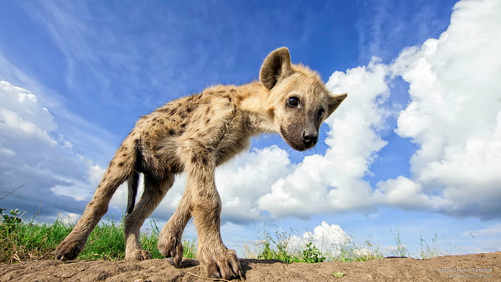 Spotted Hyena, Tanzania, Animals