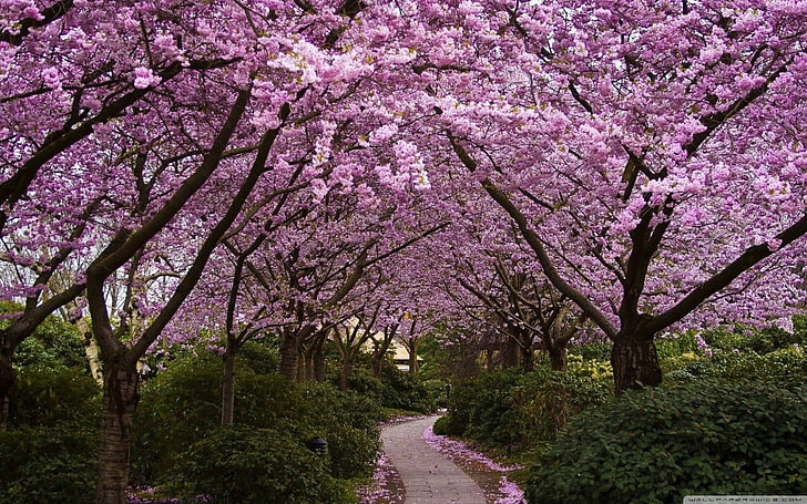 Sakura garden 1080P, 2K, 4K, 5K HD wallpapers free download | Wallpaper  Flare