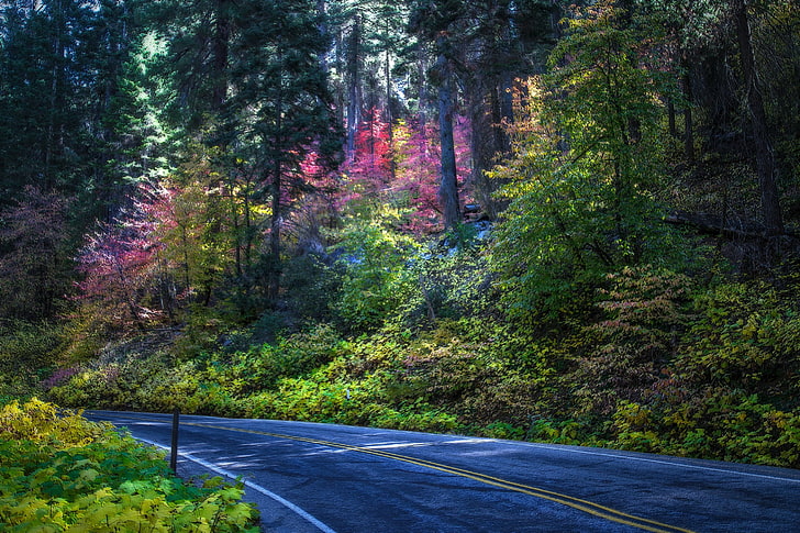 national, nature, park, parks, roads, sequoia, trees, usa, HD wallpaper
